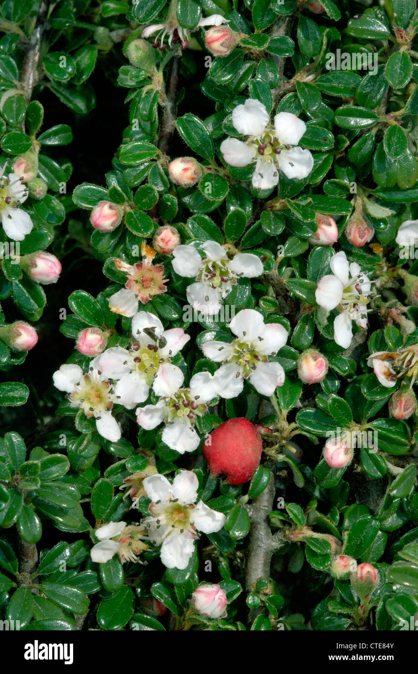 SMALL-LEAVED COTONEASTER Cotoneaster microphyllus (Rosaceae) Stock Photo