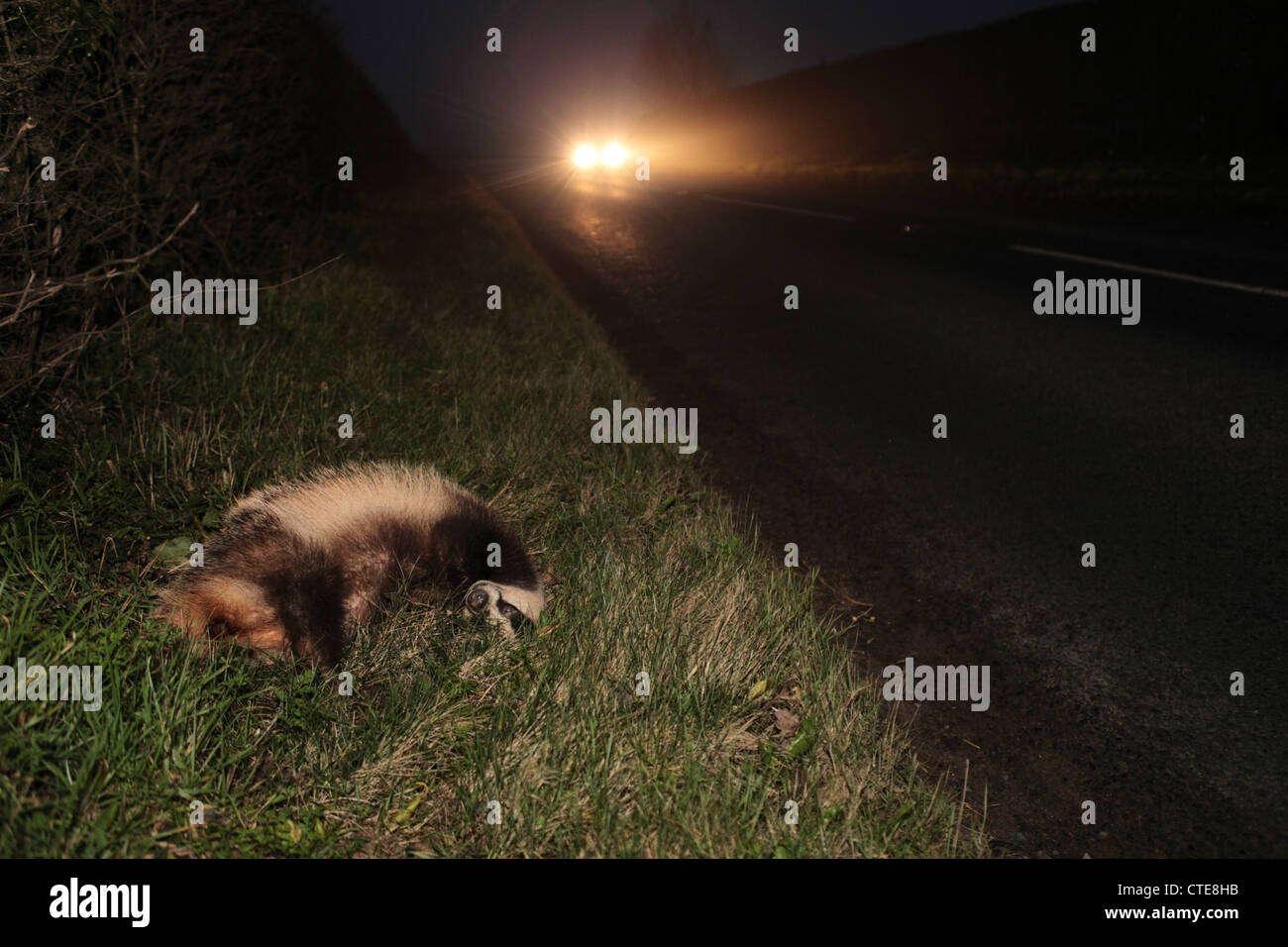 Dead badger lies by the roadside. Another badger victim of a road