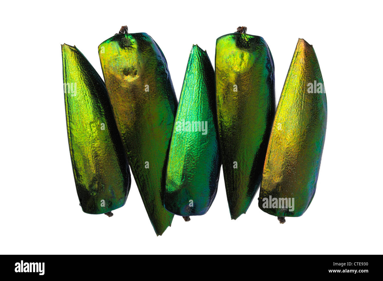 Jewel beetle wings (elytra). Also known as metallic wood boring beetles (fam Buprestoidea) the wings are often used in jewelry Stock Photo