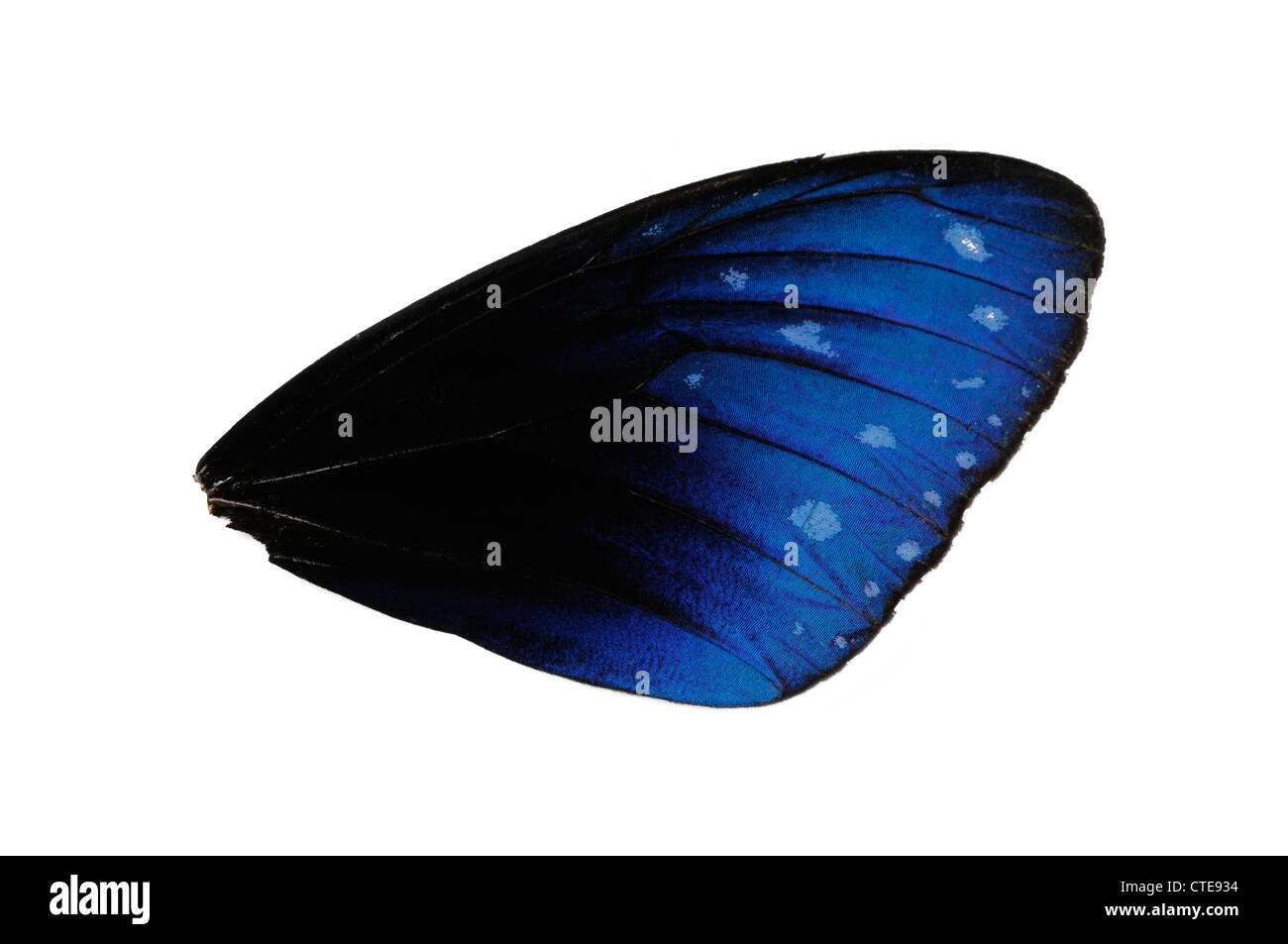 Butterfly wing, Euploea sp. Stock Photo