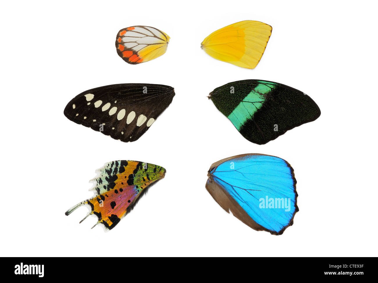 Variety of colorful butterfly wings Stock Photo