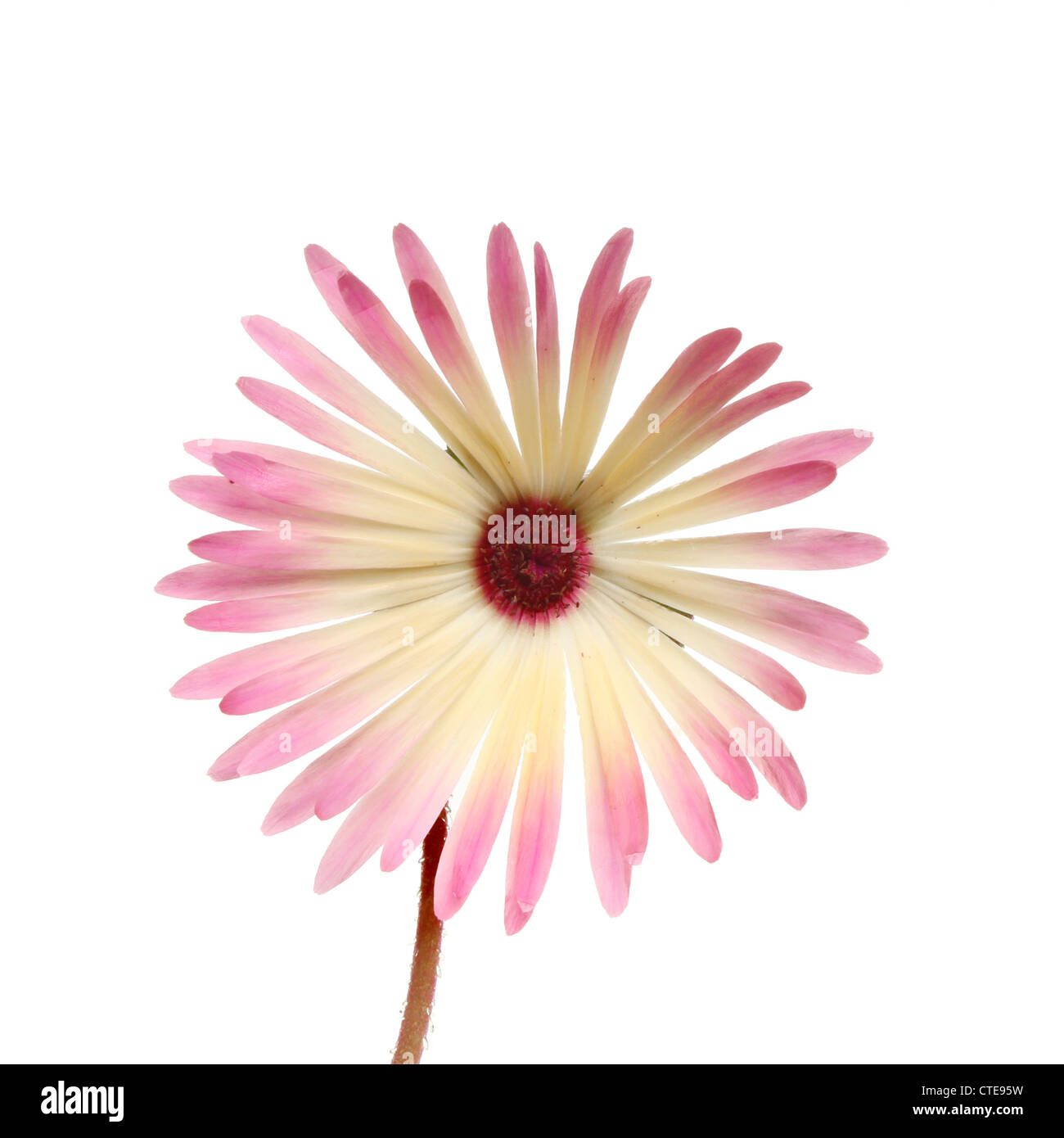 Mesembryanthemum flower, meaning Midday opening , isolated against white Stock Photo