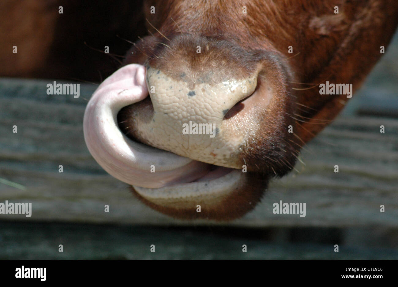 Cow Licking Its Nose With Its Tongue High Resolution Stock Photography And Images Alamy