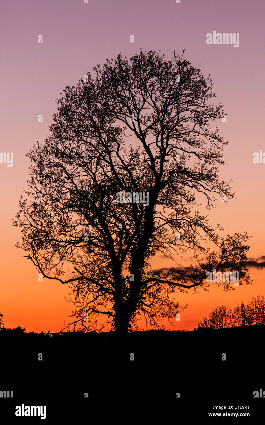 Silhouetted Tree Against a Vibrant Burning Sky at Sunset Stock Photo ...