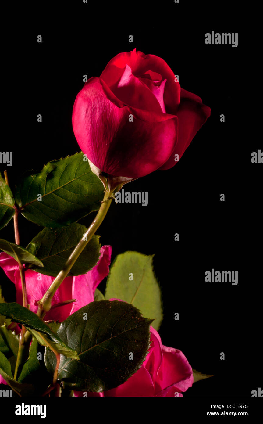 Low key red rose Stock Photo - Alamy