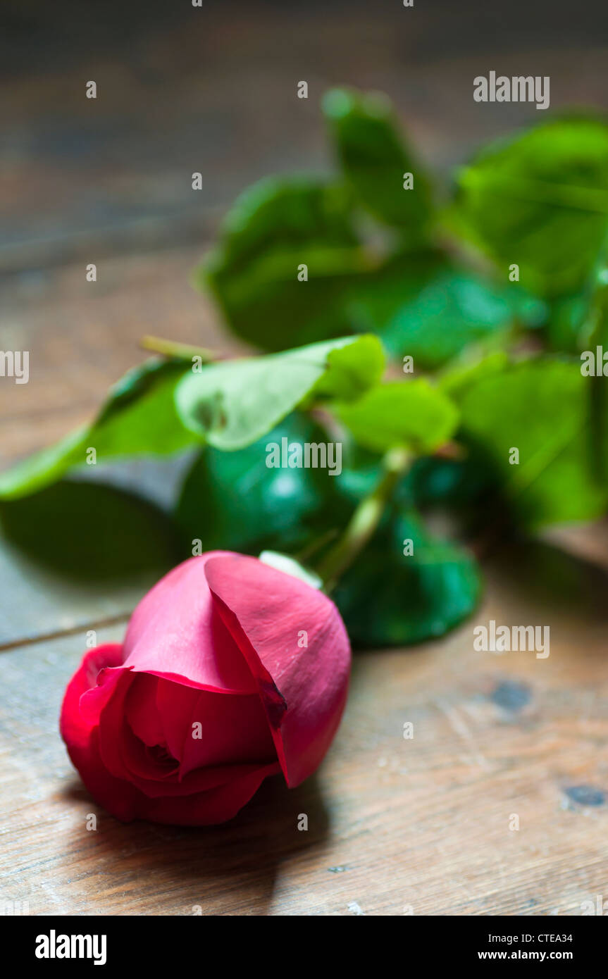 Single red rose Stock Photo Alamy