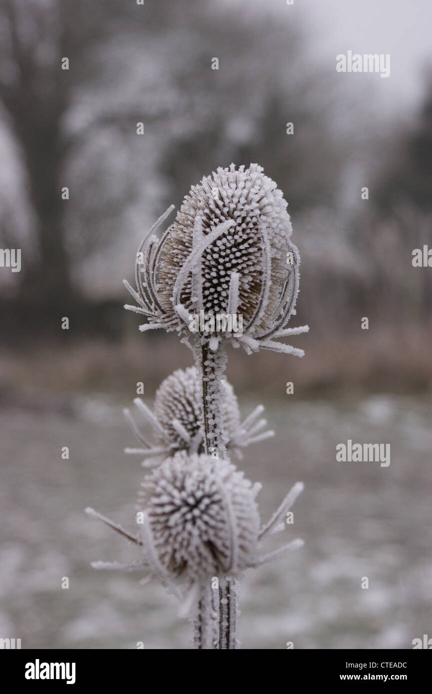 Teasels covered in frost. Photograph taken at Haugh, Nr Bradford on Avon, Wiltshure, UK Stock Photo