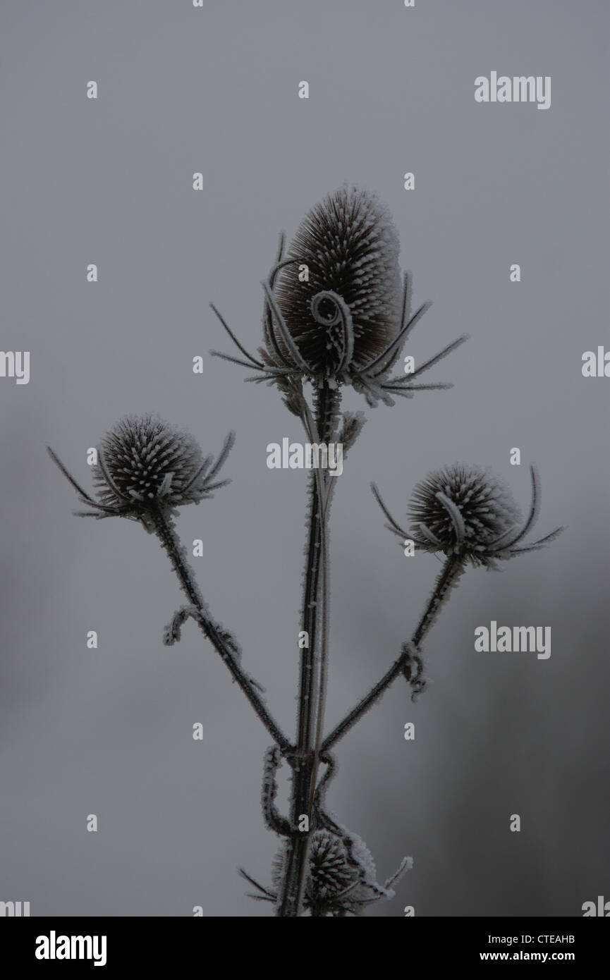 Teasels covered in frost on a misty morning.  Photograph taken at Haugh, Nr Bradford on Avon, Wiltshire, UK Stock Photo