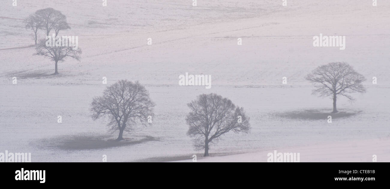 Black white landscape trees hi-res stock photography and images - Alamy