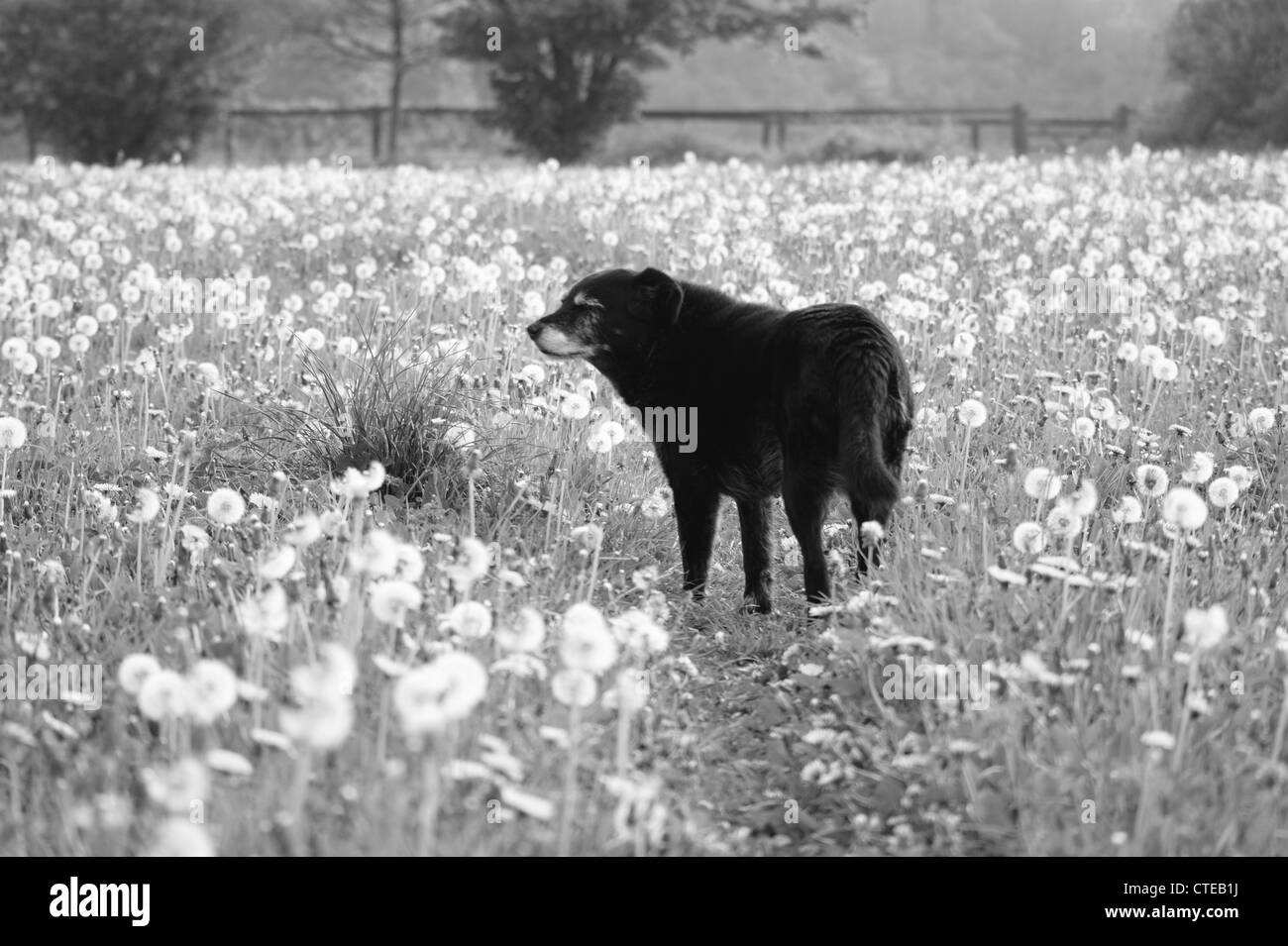 Black mongrel standing in a field of Dandelions which have gone to seed photographed at Haugh, Nr Bradford on Avon, Wiltshire, U Stock Photo