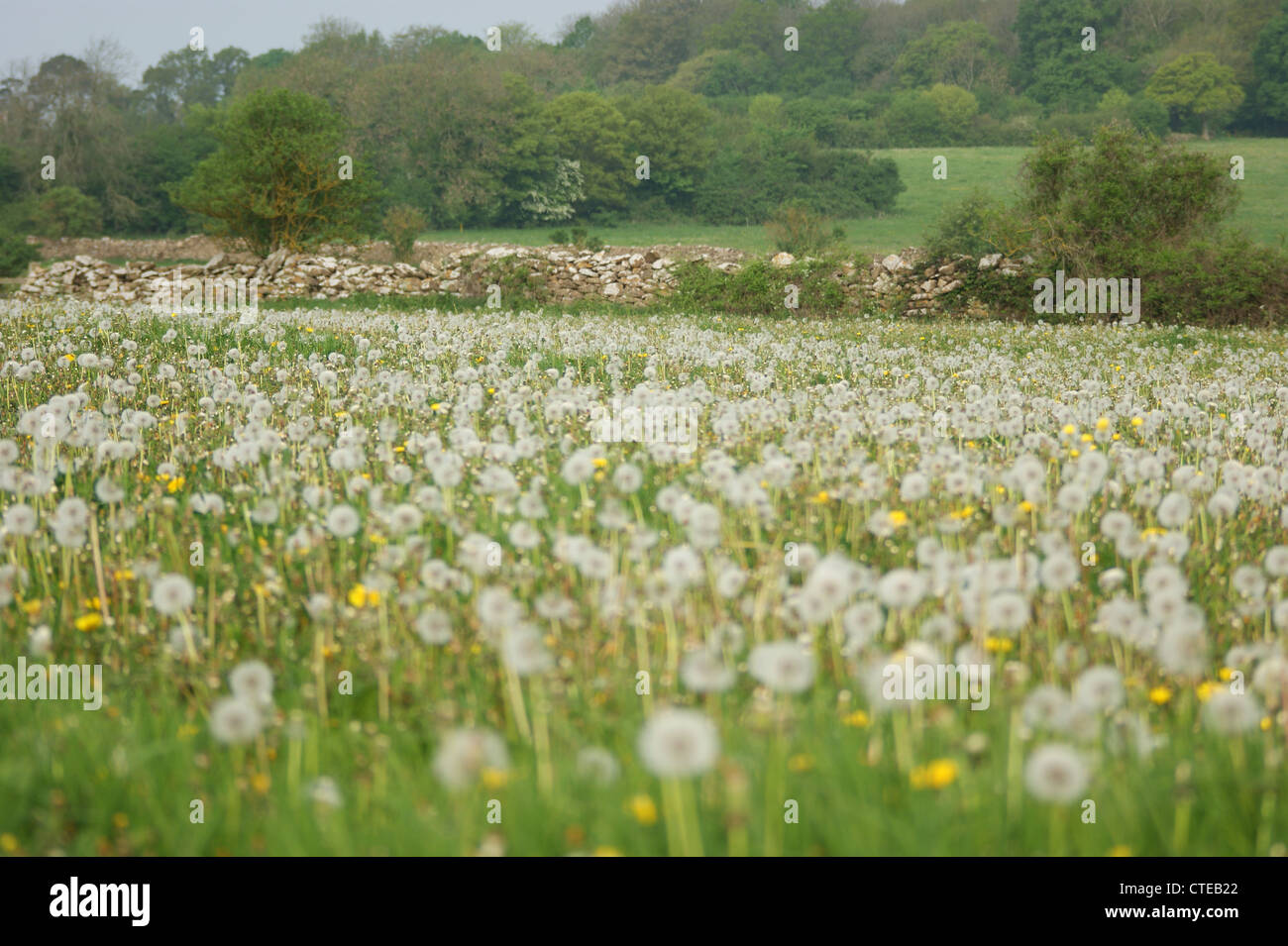 A field of Dandelions which have gone to seed.  Photographed at Haugh, Bradford on Avon, Wiltshire, UK Stock Photo