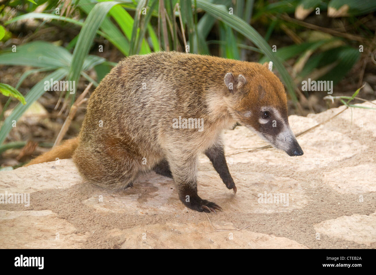 The coatimundi is a Mexico mammal that has a long tail, pointed muzzle and  tree-climbing claws! Stock Photo - Alamy