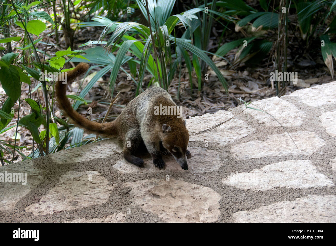 The coatimundi is a Mexico mammal that has a long tail, pointed muzzle and tree-climbing claws! Stock Photo - Alamy The coatimundi is a Mexico mammal that has a long tail, pointed muzzle and tree-climbing claws! Stock Photo - Alamy