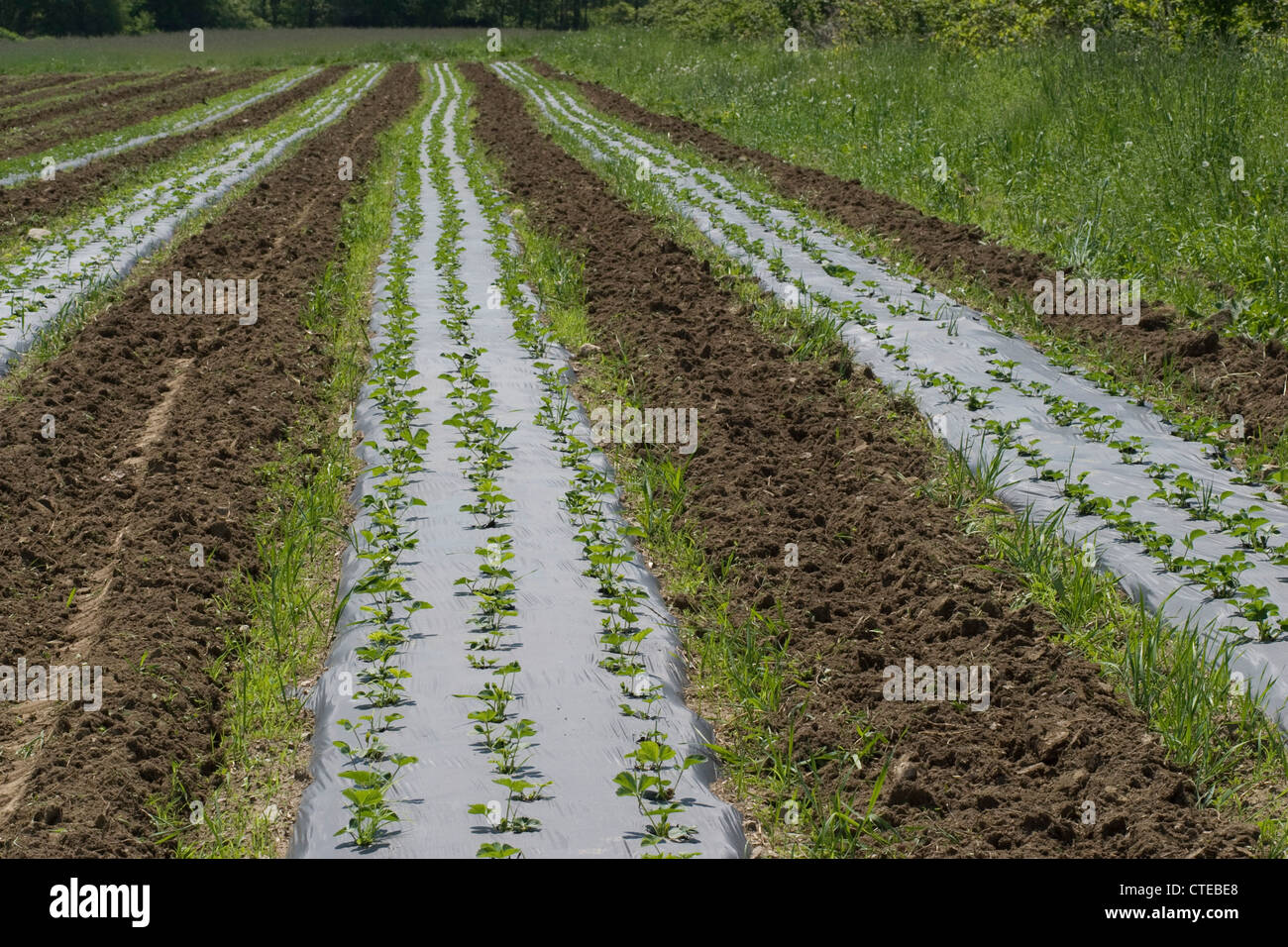 Young strawberry plants grow through a hole in black plastic at an