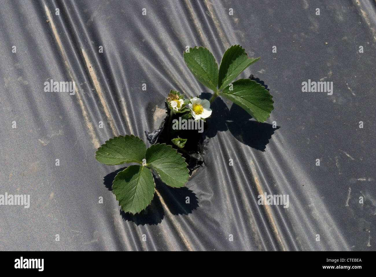Young strawberry plants grow through a hole in black plastic at an