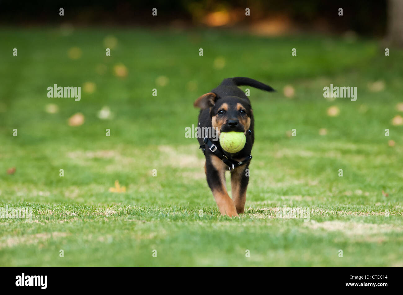 Puppy with tennis ball on grass Stock Photo Alamy