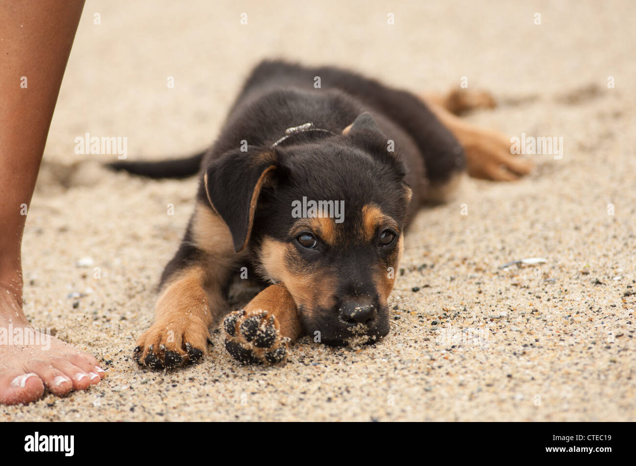 Mixed breed puppy relaxing in the sand on the beach. Stock Photo