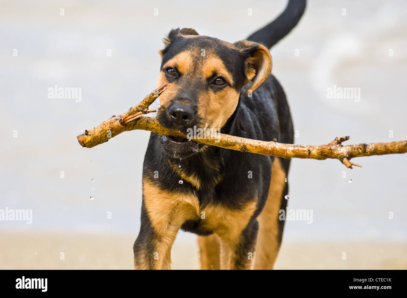 Mixed breed puppy at beach fetching stick. Stock Photo