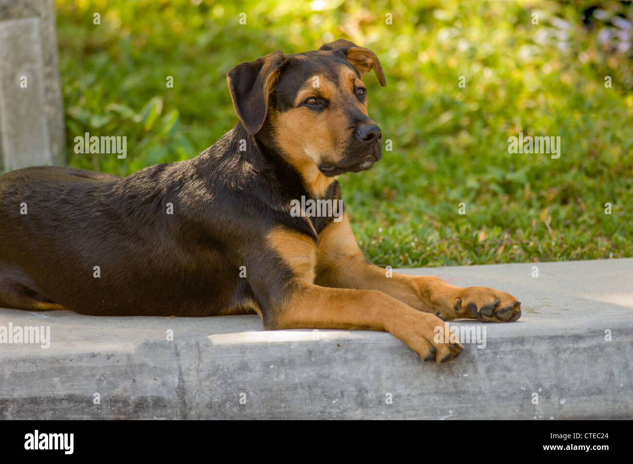 Mixed breed pup resting in shade on sidewalk. Stock Photo