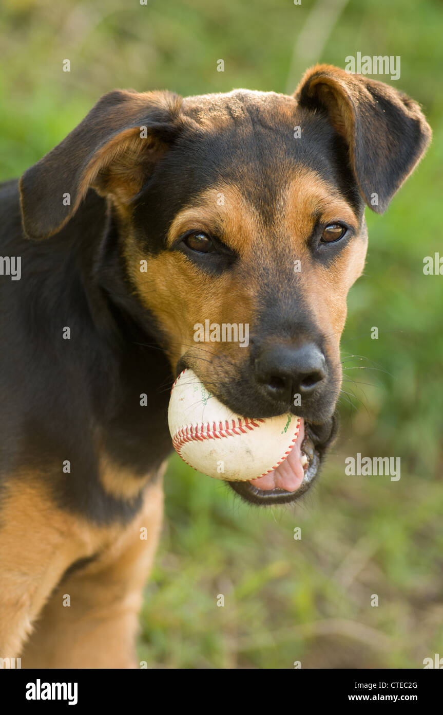 Mixed breed dog with baseball in mouth Stock Photo Alamy