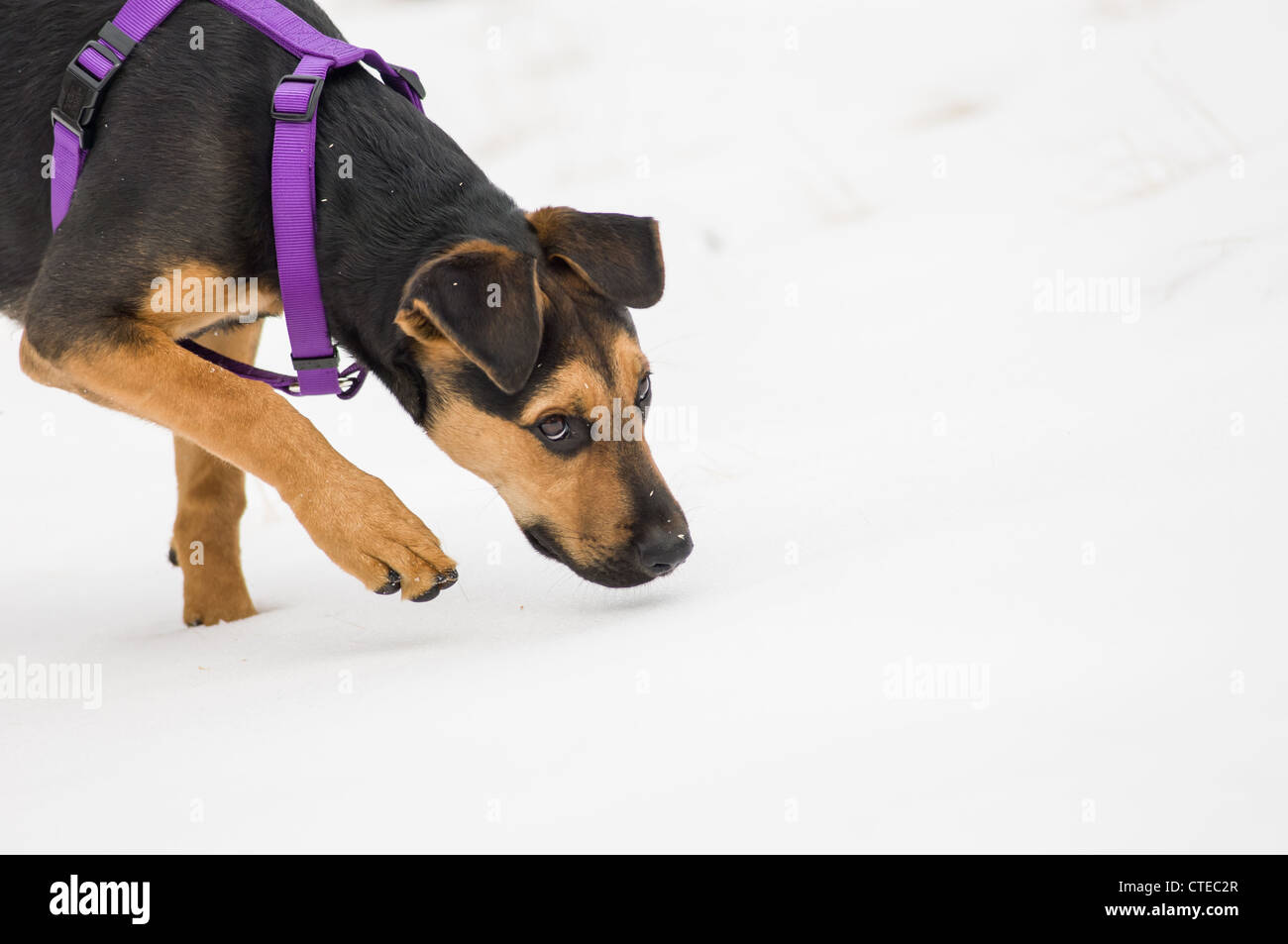 Mixed breed dog walking in fresh snow Stock Photo