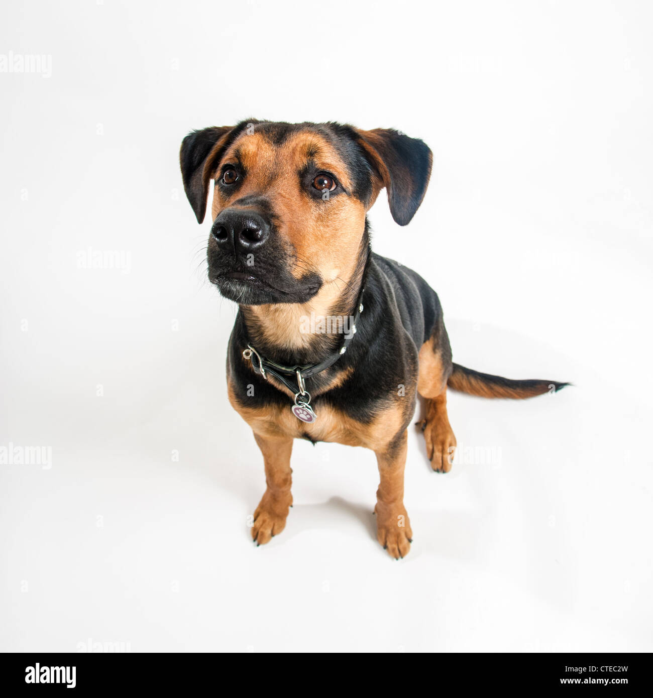 Mixed breed black and tan dog with white background. Stock Photo