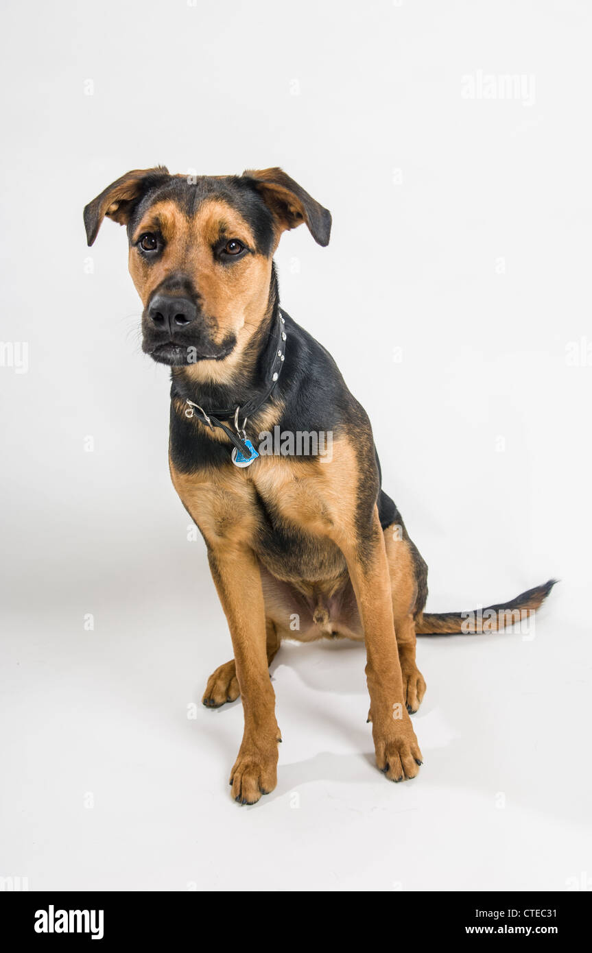 Mixed breed black and tan dog with white background. Stock Photo