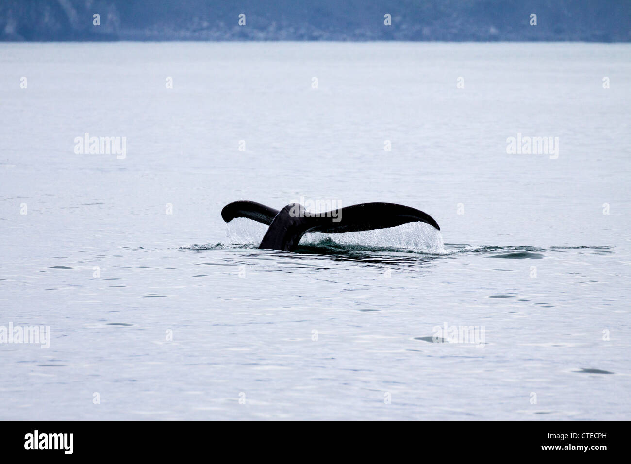 Humpback whale, Megaptera novaeangliae, in Kenai Fjords 'National Park' in Alaska. Stock Photo