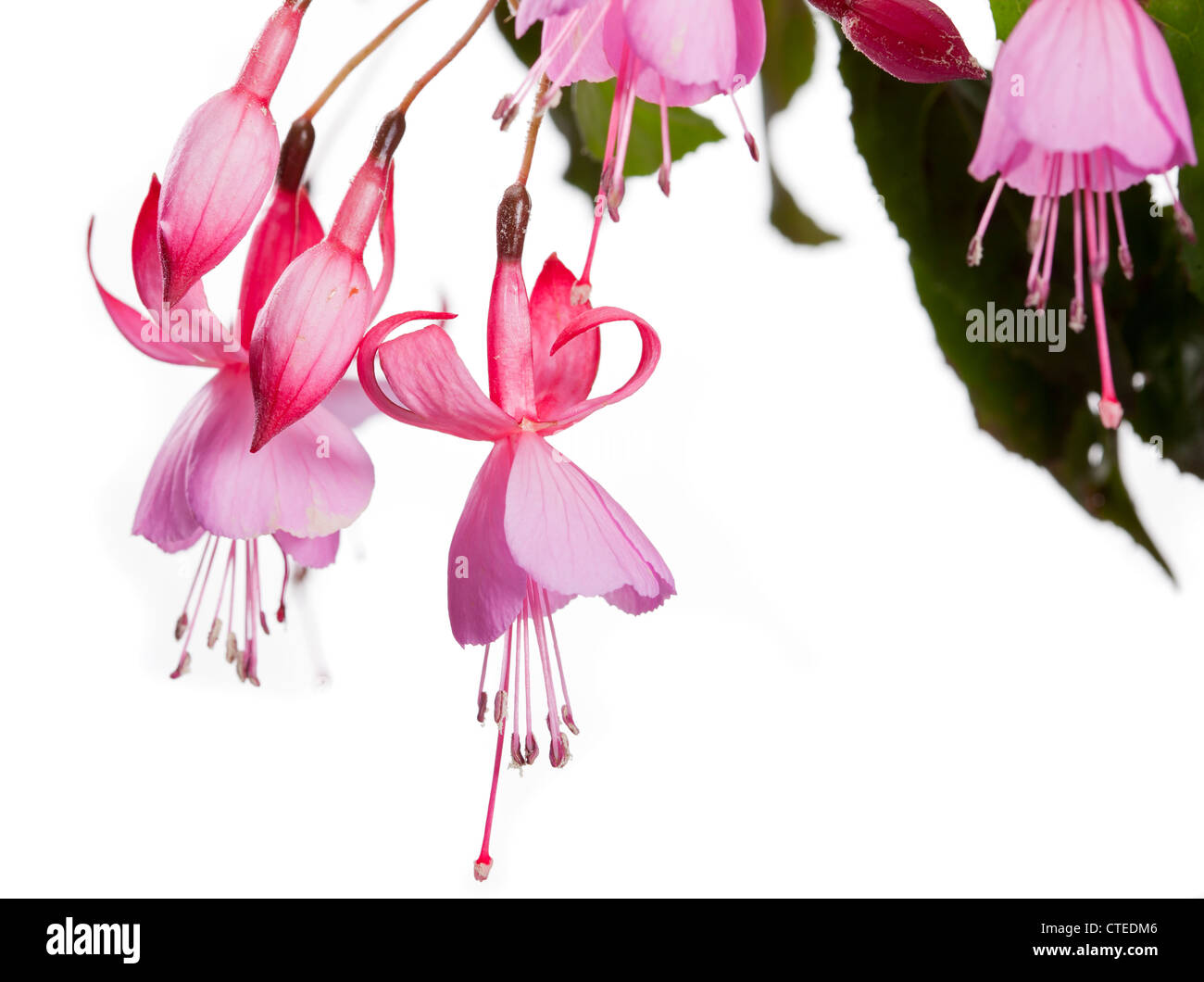 'Beacon Pink' Fuchsia, Blodsdroppe (Fuchsia hybrida) Stock Photo