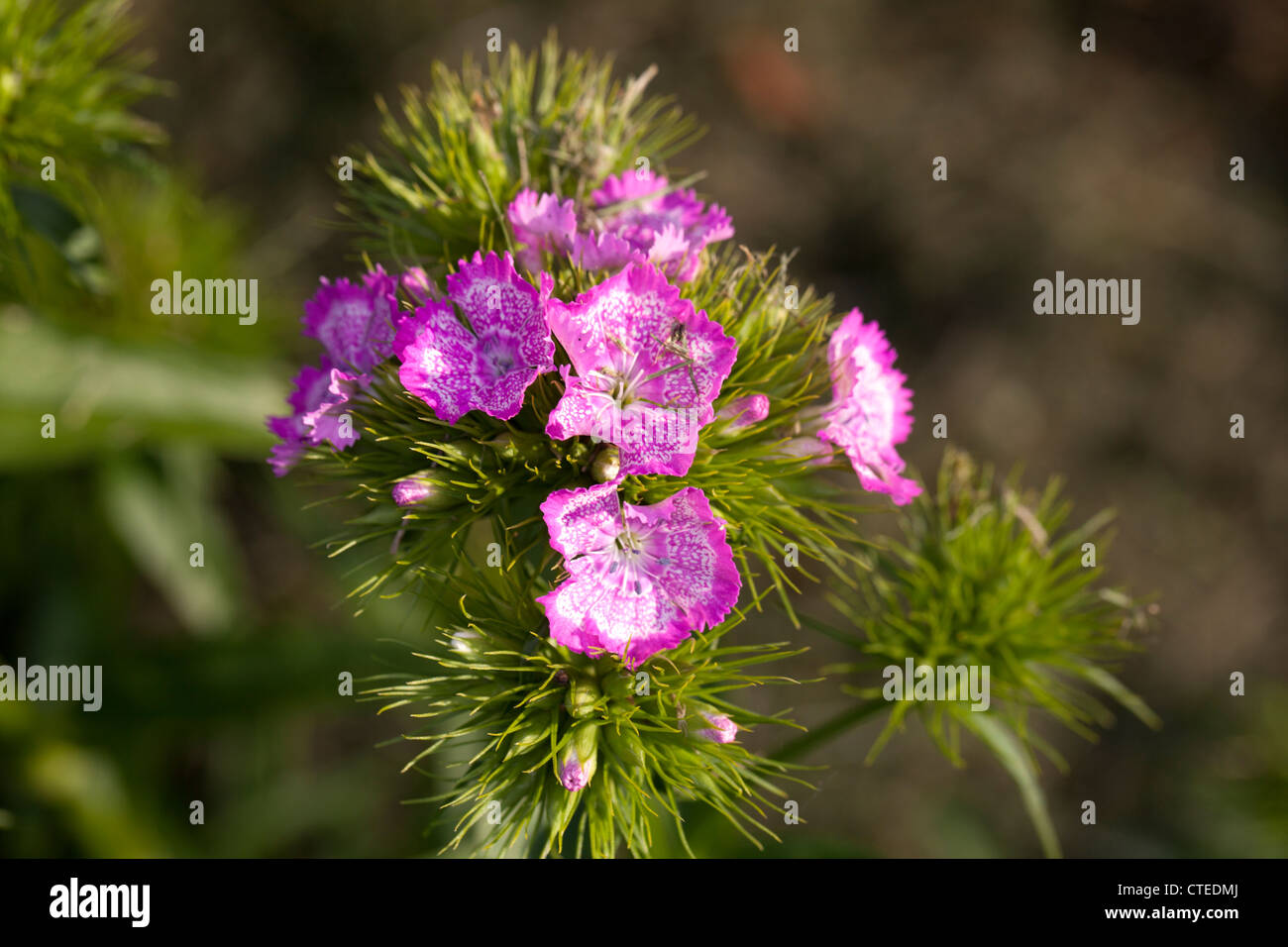 Sweet William, Borstnejlika (Dianthus barbatus) Stock Photo