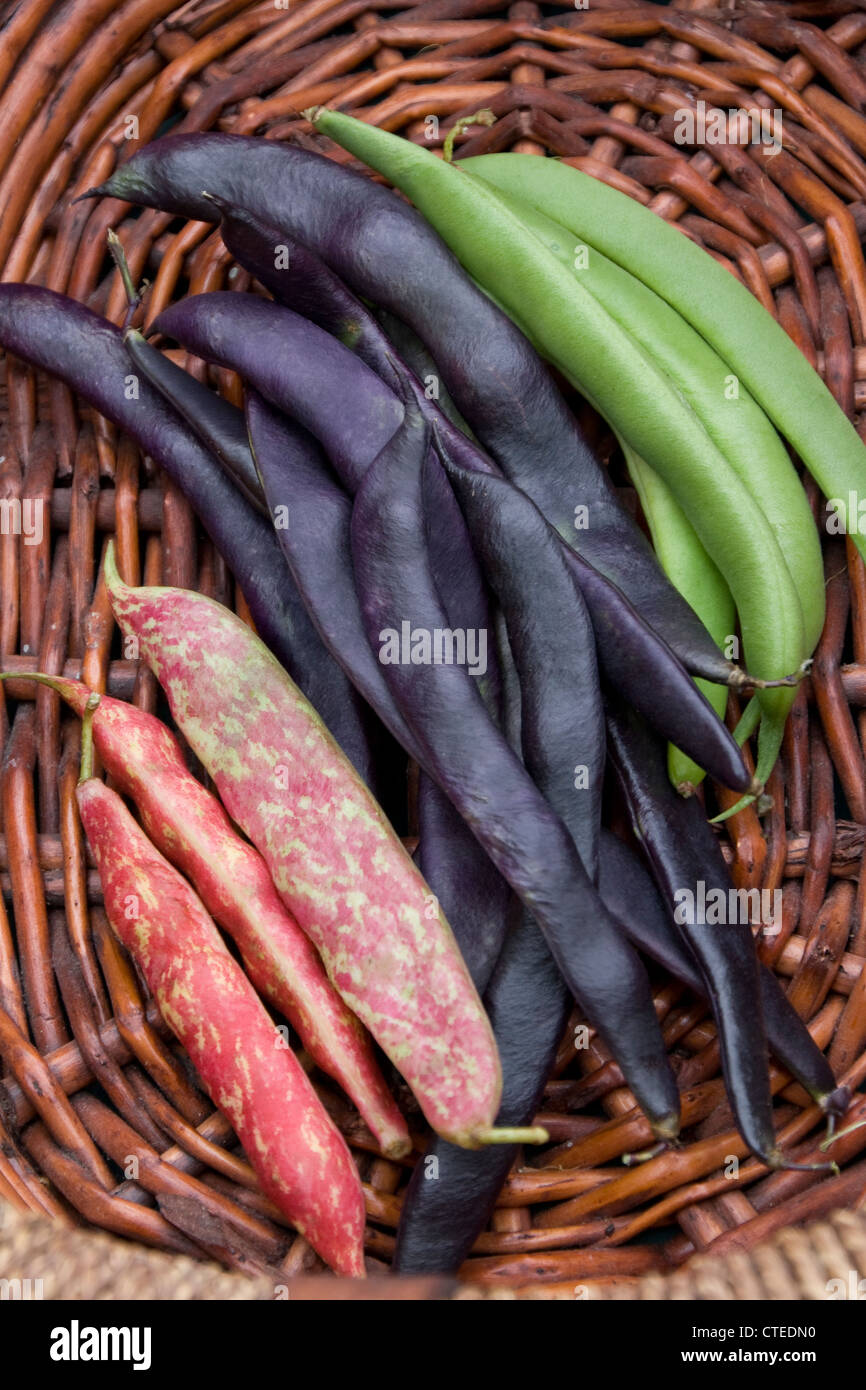 Garden bean harvest Stock Photo Alamy