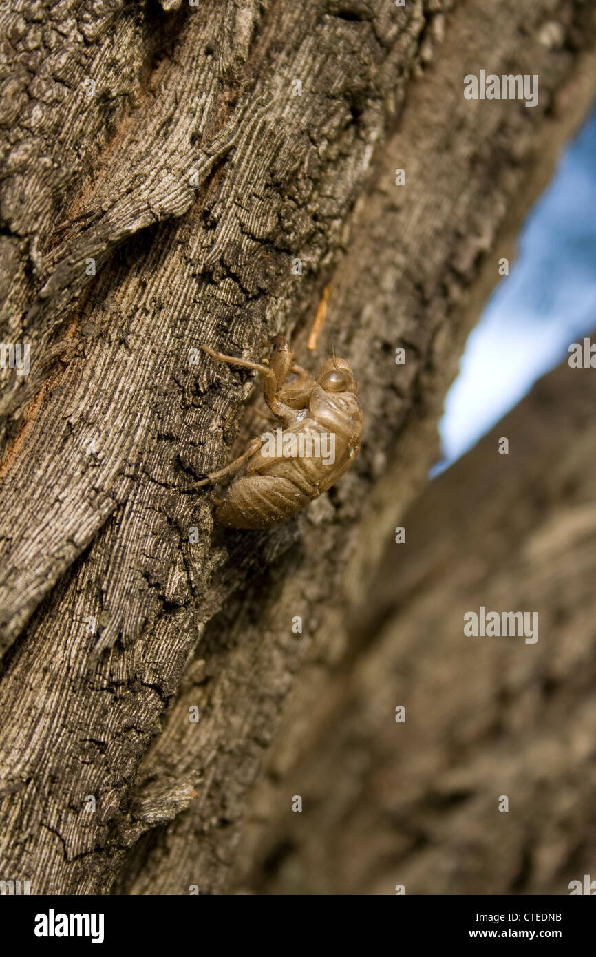 Cicada shell attached to a tree trunk Stock Photo