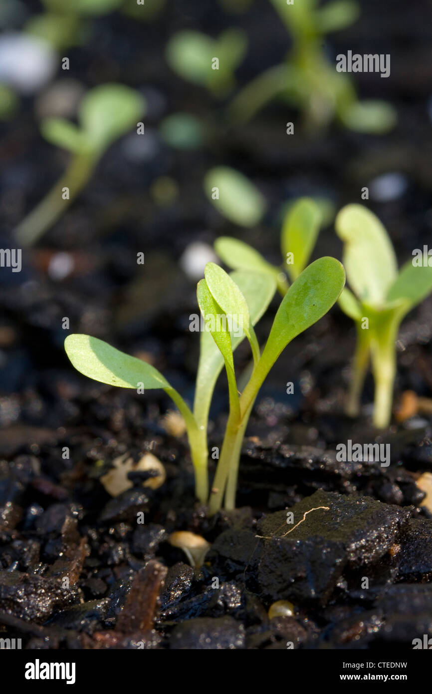 Lettuce life begins from seed Stock Photo Alamy