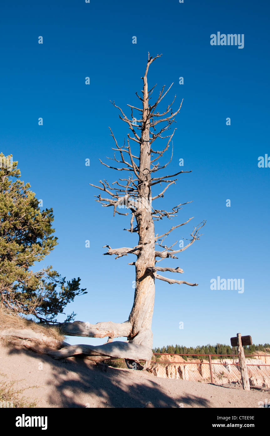 USA, Utah, bristlecone pine tree at Bryce Point in Bryce Canyon National Park. Stock Photo