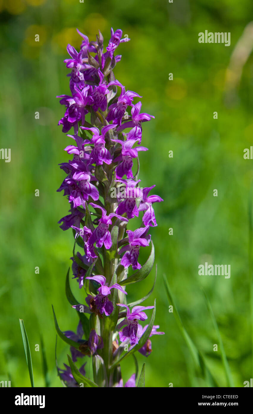 Inflorescence Western marsh-orchid closeup against green background Stock Photo