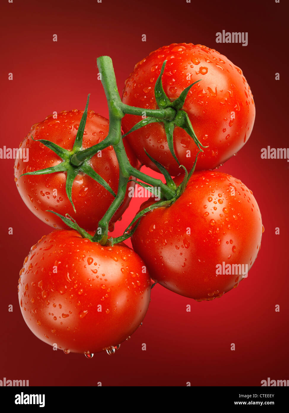 Fresh juicy appetizing tomatoes on the wine sprayed with water. Cluster tomatoes. Stock Photo