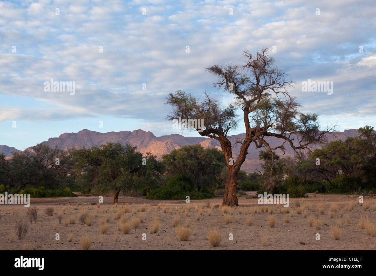 Impressionen von Namibia, Brandberg, Erongo, Namibia Stock Photo
