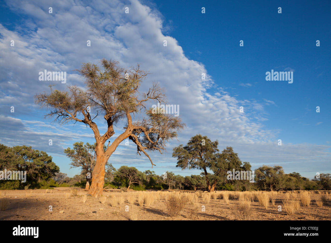 Impressionen von Namibia, Brandberg, Erongo, Namibia Stock Photo