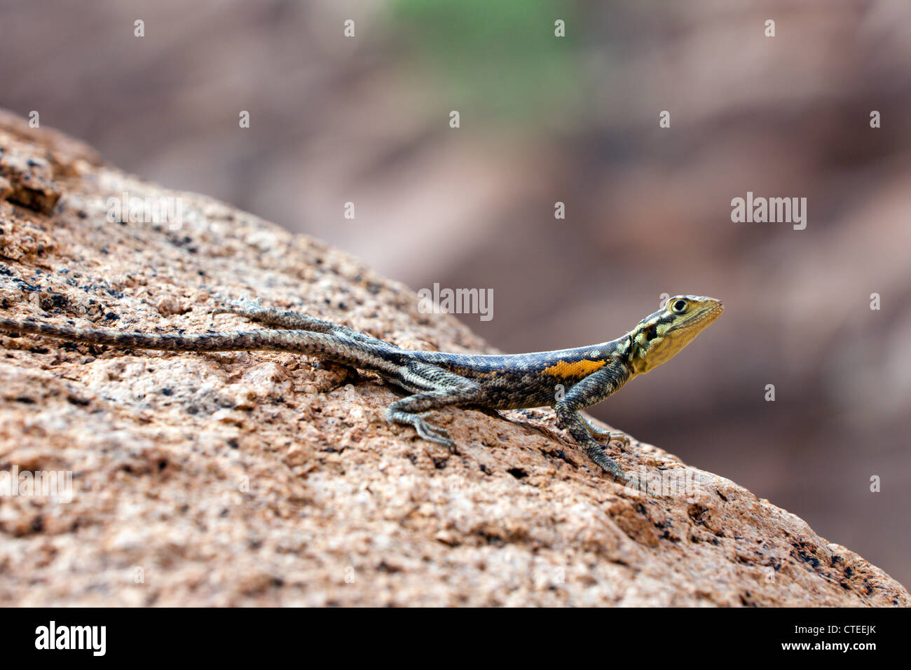Female Common Agama, Agama agama, Brandberg, Erongo, Namibia Stock Photo