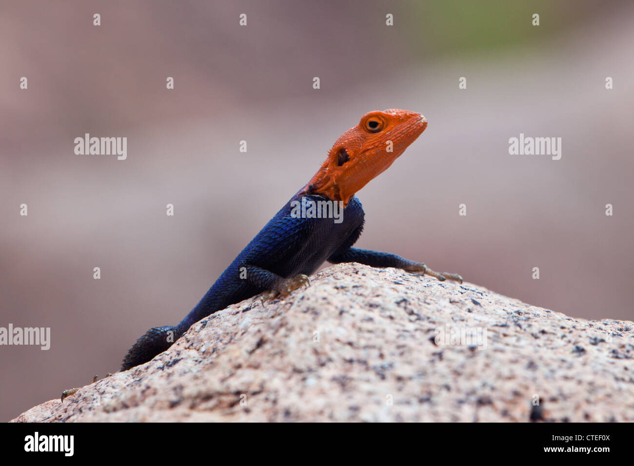 Male Common Agama, Agama agama, Brandberg, Erongo, Namibia Stock Photo