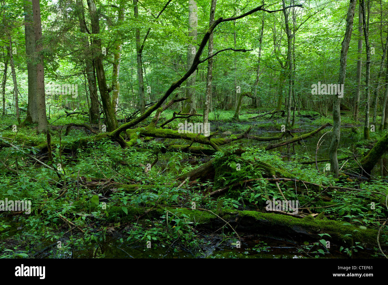 Deciduous stand of Bialowieza Forest in springtime with dead broken ...