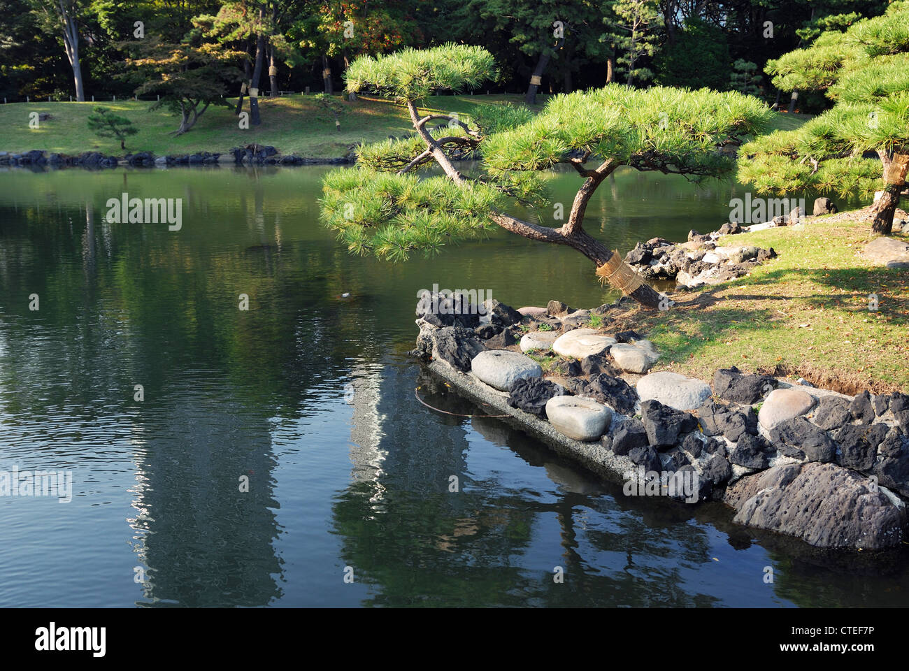 Japanese pine tree over sea-pond in famous historical Hama-Rikyu garden in Tokyo, Japan Stock Photo