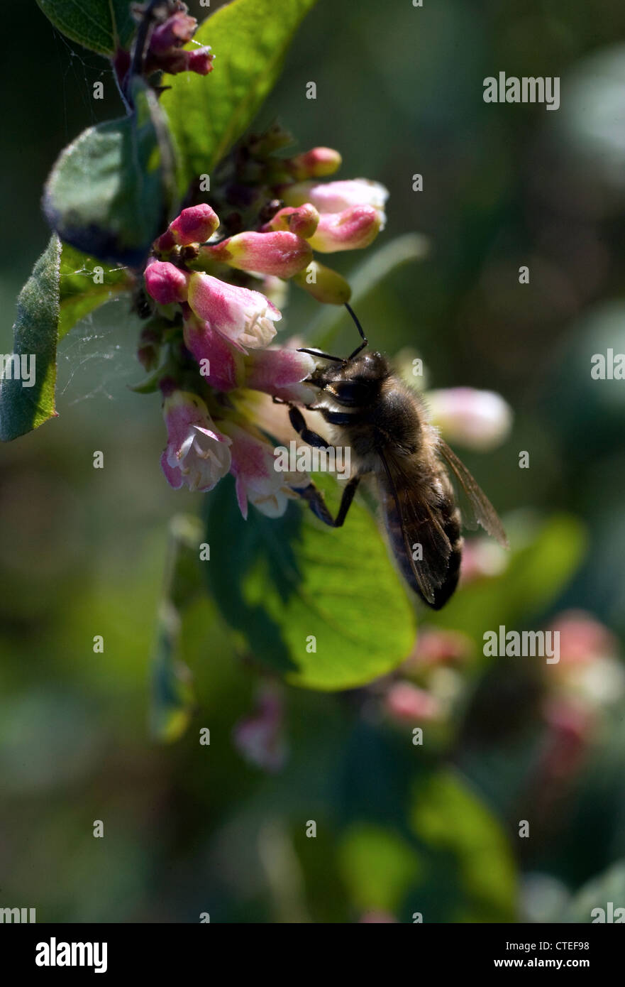 honey bee collecting nectar Stock Photo