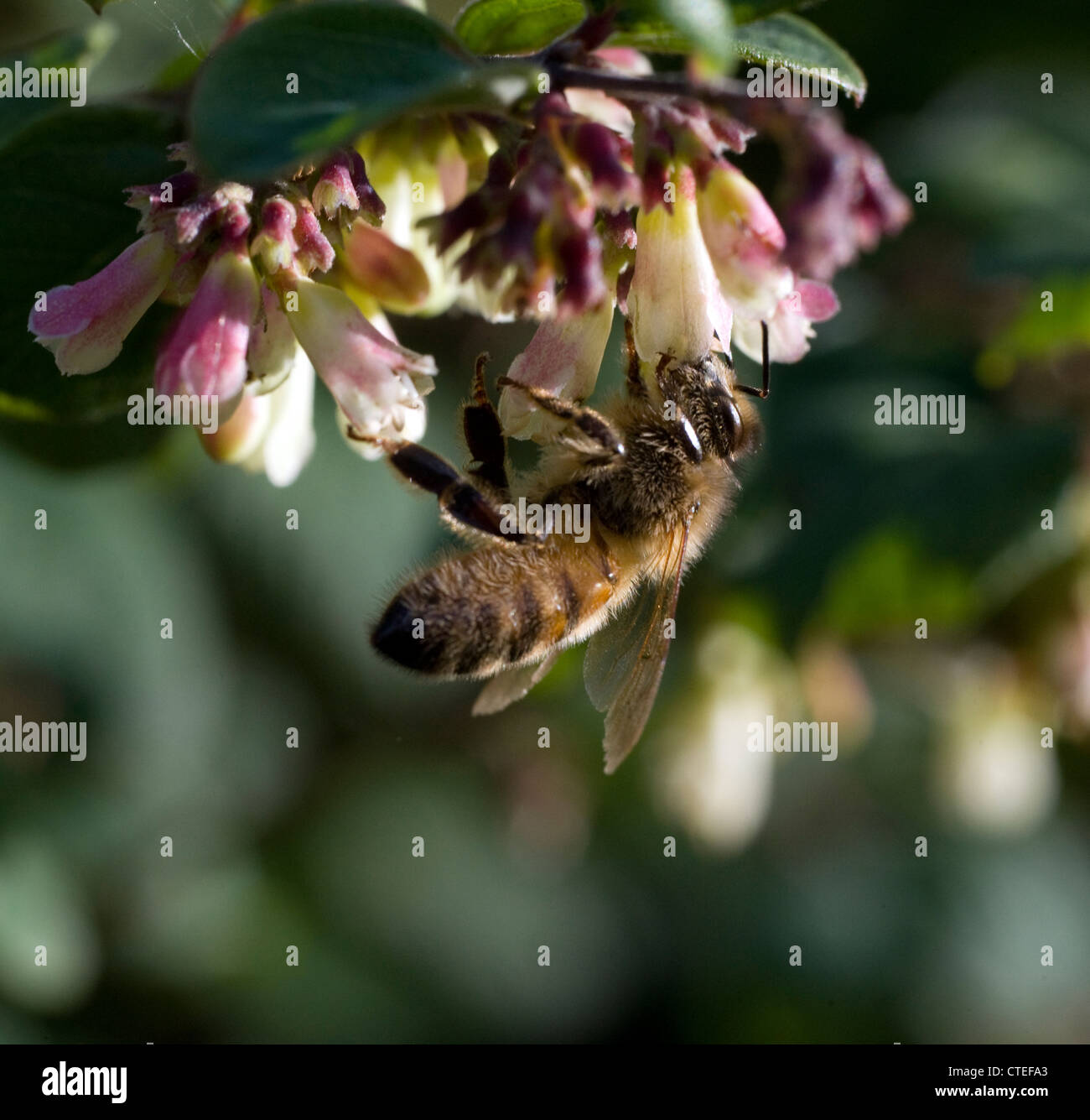honey bee collecting nectar Stock Photo Alamy