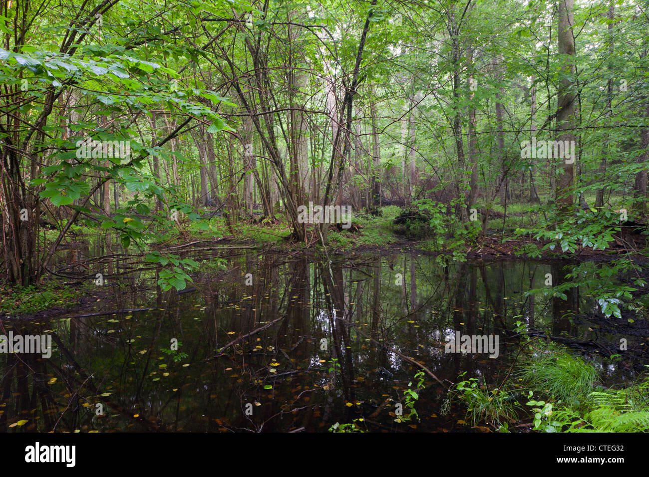Early morning in deciduous stand of Bialowieza Forest and standing water around Stock Photo