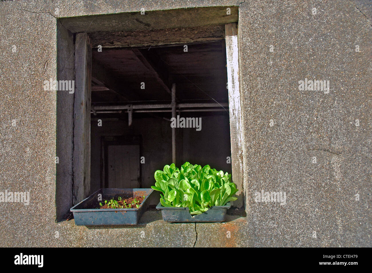 Seedlings on a window sill Stock Photo - Alamy