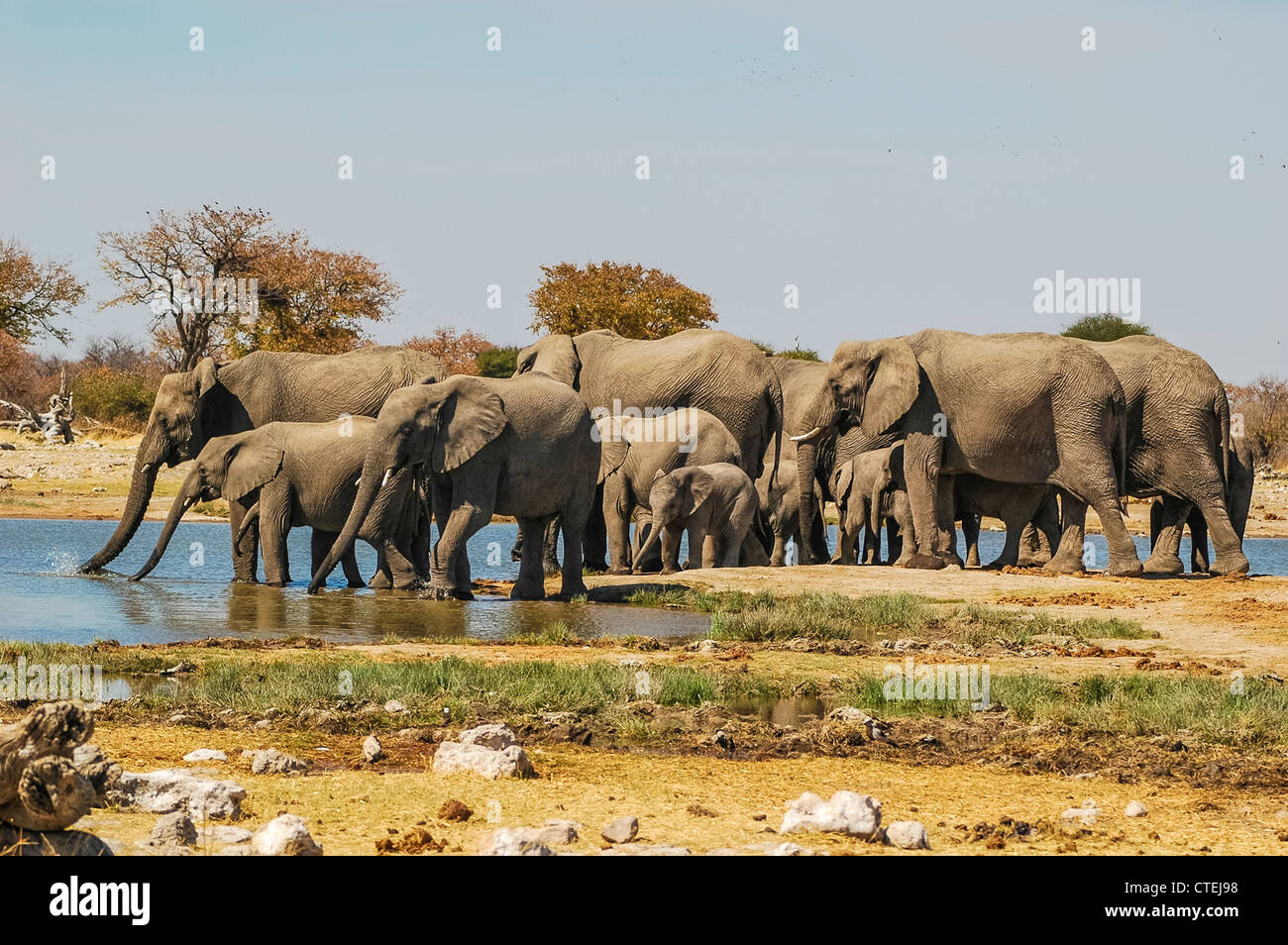 Herd of elephants (Elephantidae) at a waterhole in Etosha National Park, Namibia Stock Photo