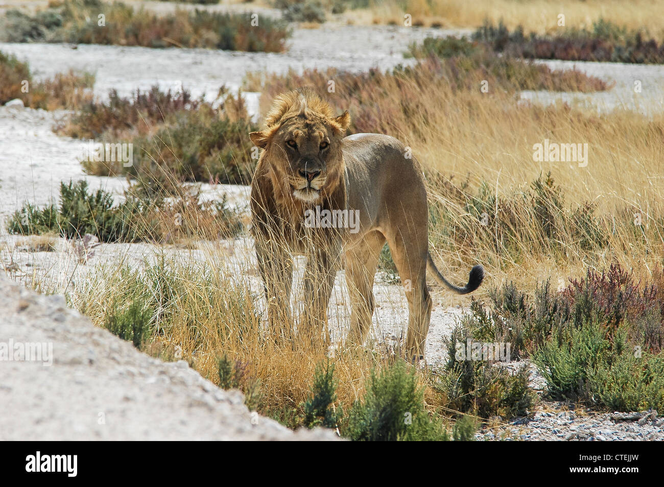 Young lion (Panthera leo) in the Etosha National Park, Namibia Stock Photo