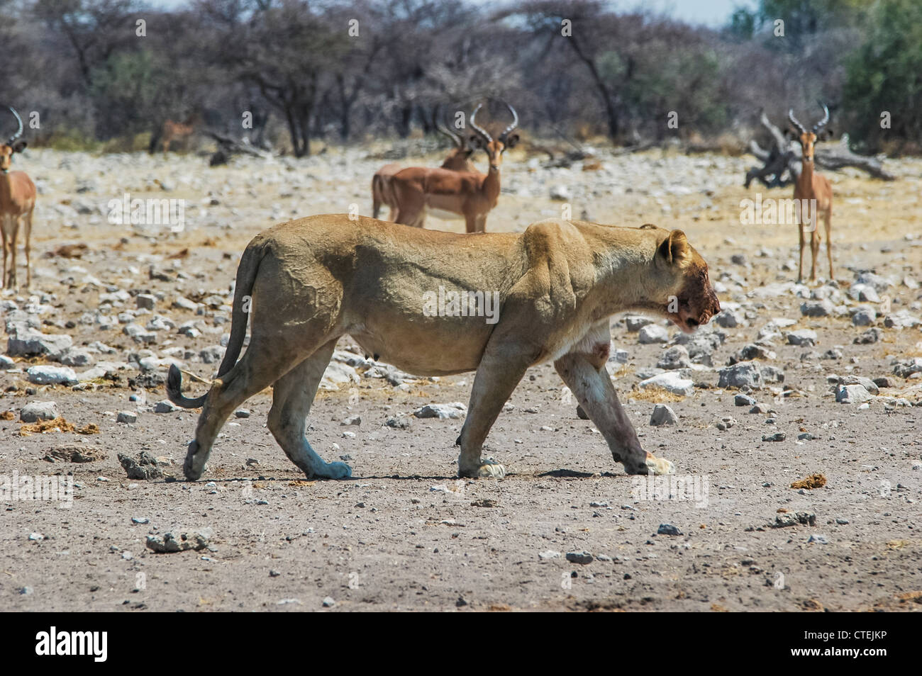 Lioness (Panthera leo) in the Etosha National Park, Namibia Stock Photo