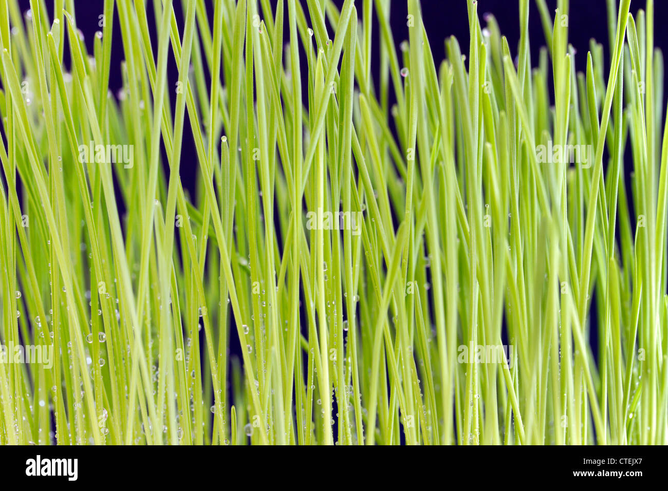 Cat vomit hires stock photography and images Alamy